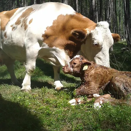 Landhof Adlerhorst Heiligenblut