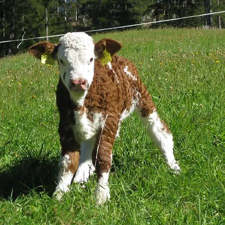 Landhof Adlerhorst Lejlighed *